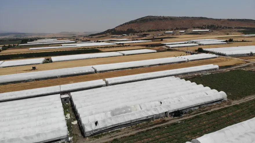 Mahallenin temel geçim kaynağı: Örtü altı üretim dört mevsim yapılıyor 