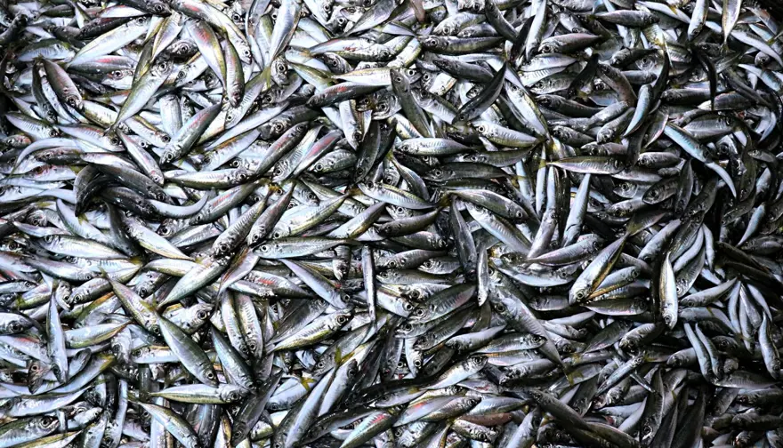 Balıkçılar "vira bismillah" dedi 26