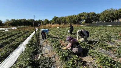"Bu işe giren pişman olmaz": Üretimi yaygınlaştı