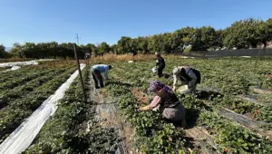 "Bu işe giren pişman olmaz": Üretimi yaygınlaştı