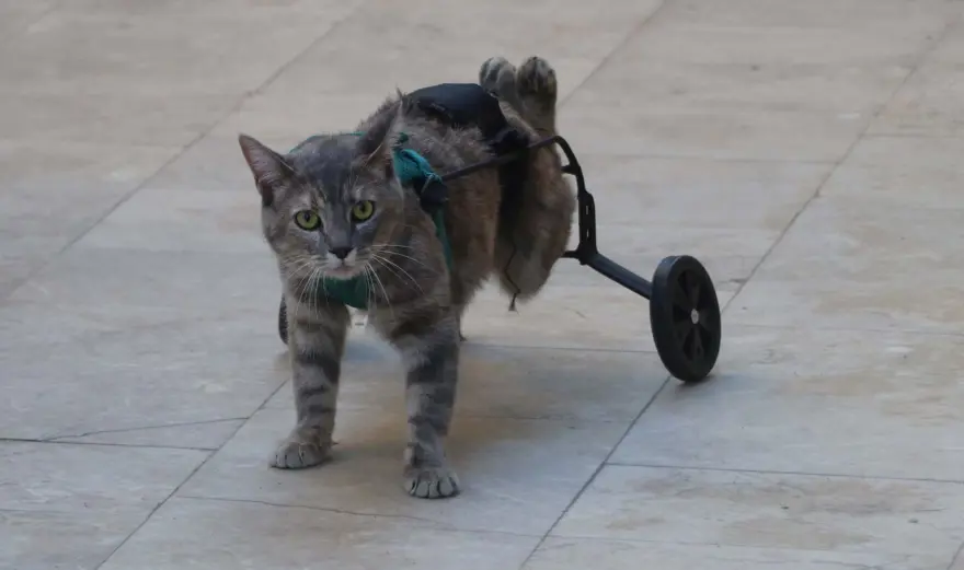 Felçli kedisini tekrar hayata bağladı 8