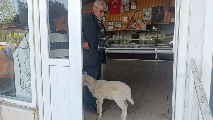 Yavru kuzu sahibinin peşinden bir an olsun ayrılmıyor: ''Ben nereye, koruma oraya'' 2 Yavru kuzu sahibinin peşinden bir an olsun ayrılmıyor: ''Ben nereye, koruma oraya'' 2