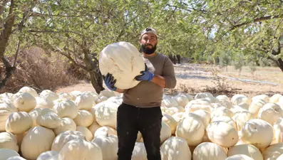 Tescilli kabakta hasat başladı