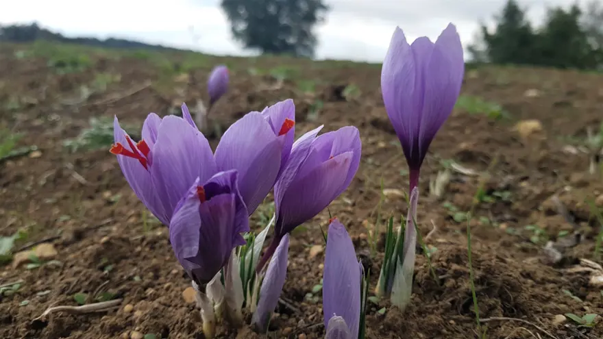 KİLOSU 100 BİN LİRADAN SATILIYOR 5