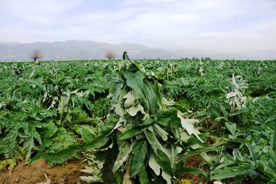 'SAĞLIĞA ÇOK FAYDALI' 5 'SAĞLIĞA ÇOK FAYDALI' 5