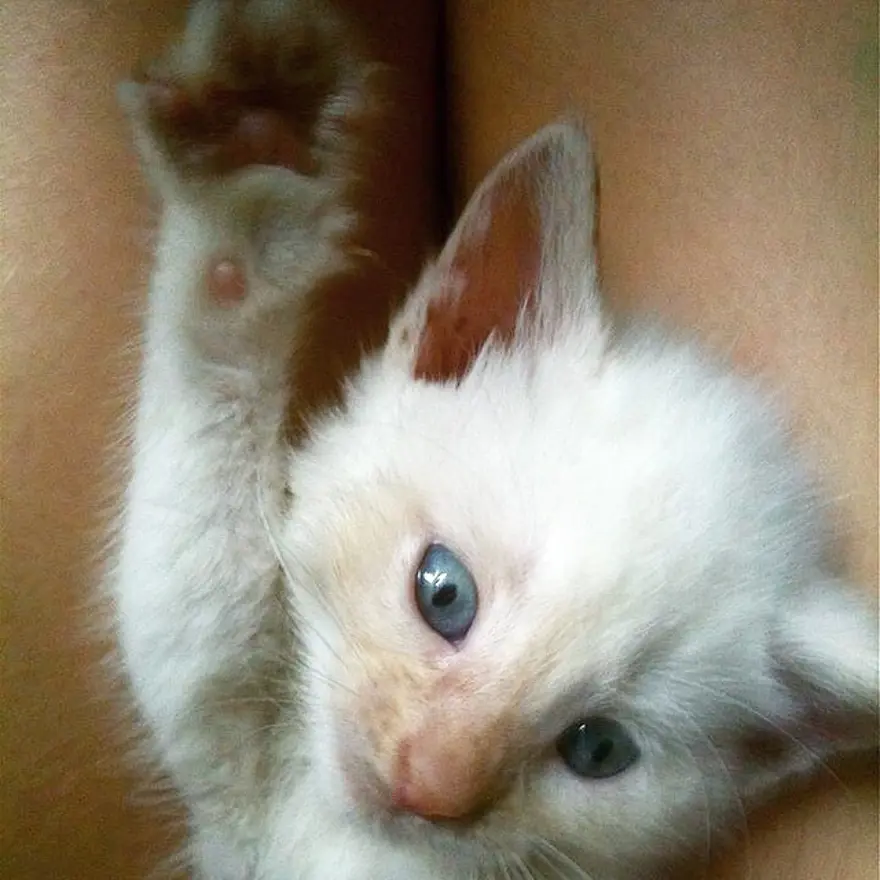 Hayatını kedileri kurtarmaya adadı 157