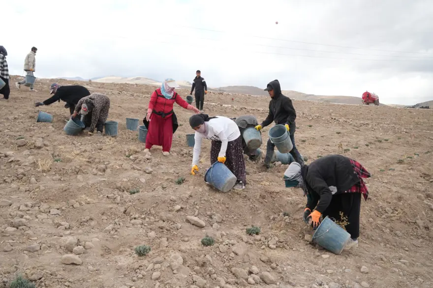 45 dekarlık alana 35 bin adet dikildi: Yeni bir gelir kapısı açacak 45 dekarlık alana 35 bin adet dikildi: Yeni bir gelir kapısı açacak
