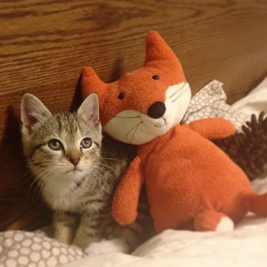 Hayatını kedileri kurtarmaya adadı 116