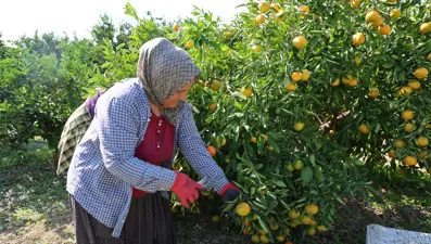 En ucuz meyve: 8 TL'ye kadar düştü
