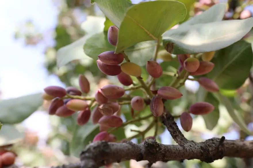 GastroAntep Festivali, fıstık hasadı ve şire yapımı ile başladı 17