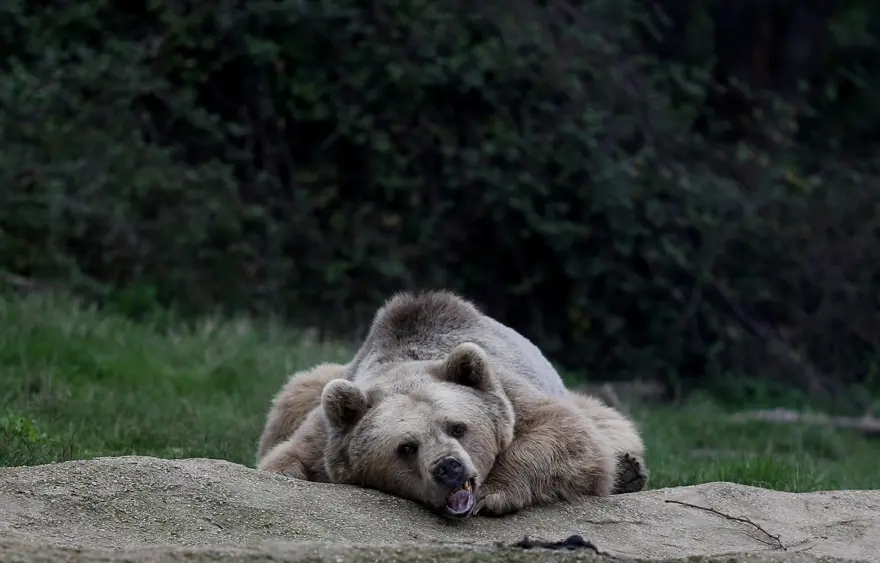 Türkiye'nin tek ayı barınağı Ovakorusu'nun maskotu oldular 41