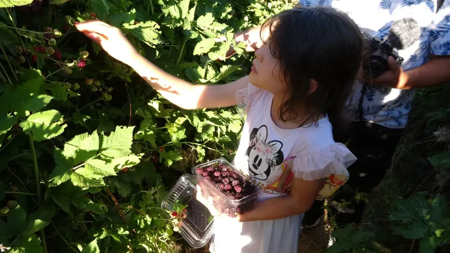 3 yıl önce hobi olarak başladı şimdi paraya para demiyor! Kilosu 150 liradan satılıyor, bahçenin önünde kuyruk oluyor 4