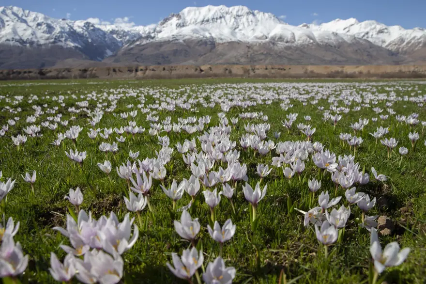 Tunceli'de baharın müjdecisi çiğdem ve nergisler çiçek açtı 9