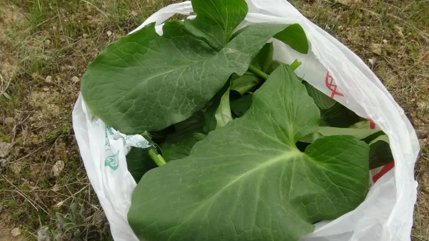 &quot;Yılan otu&quot; olarak da biliniyor, ölüme meydan okuyup topluyorlar: Hastalıkların şifası bitki 