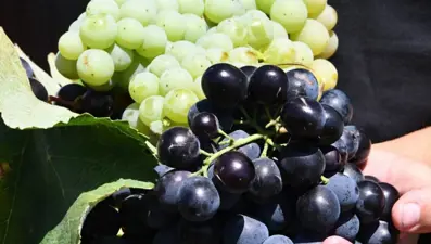 Kuraklık bu yıl üzümü de vurdu