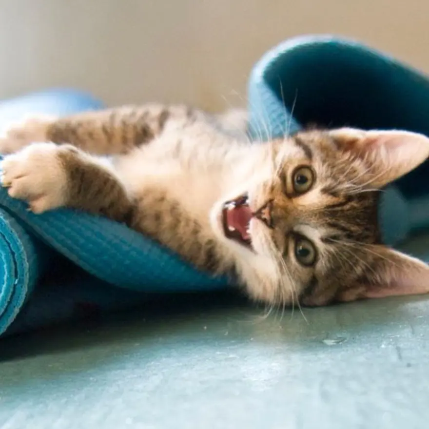 Hayatını kedileri kurtarmaya adadı 152