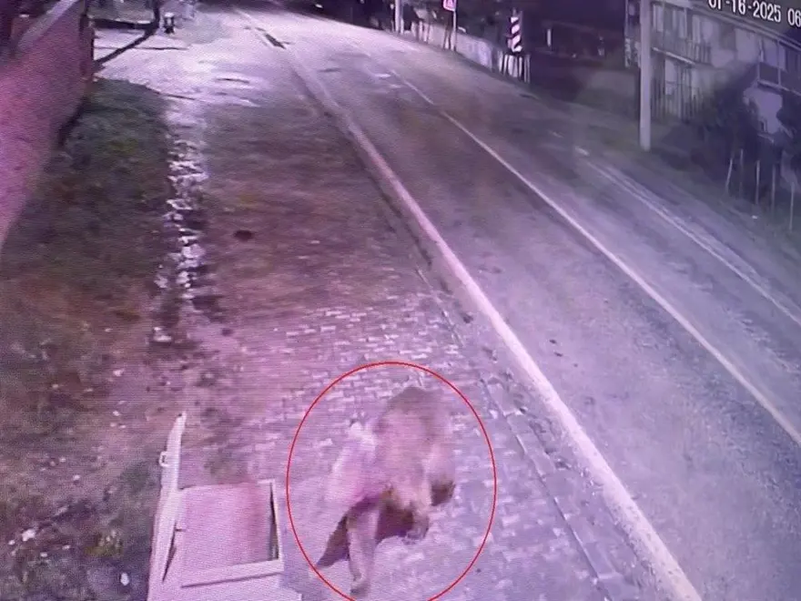 Bursa'da ayı alarmı son buldu: 8 gün sonra bulunup, barınağa getirildi 1