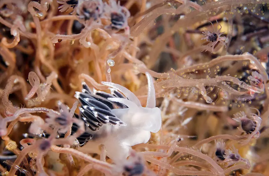 Beyaz Deniz'in harikaları 51