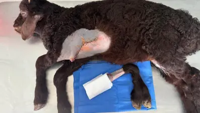 5 bacaklı dünyaya gelen kuzunun bir bacağı alındı