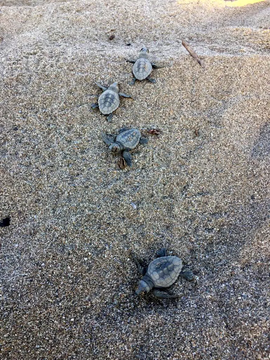 550 bin yavru deniz kaplumbağası denizle buluştu 8 550 bin yavru deniz kaplumbağası denizle buluştu 8