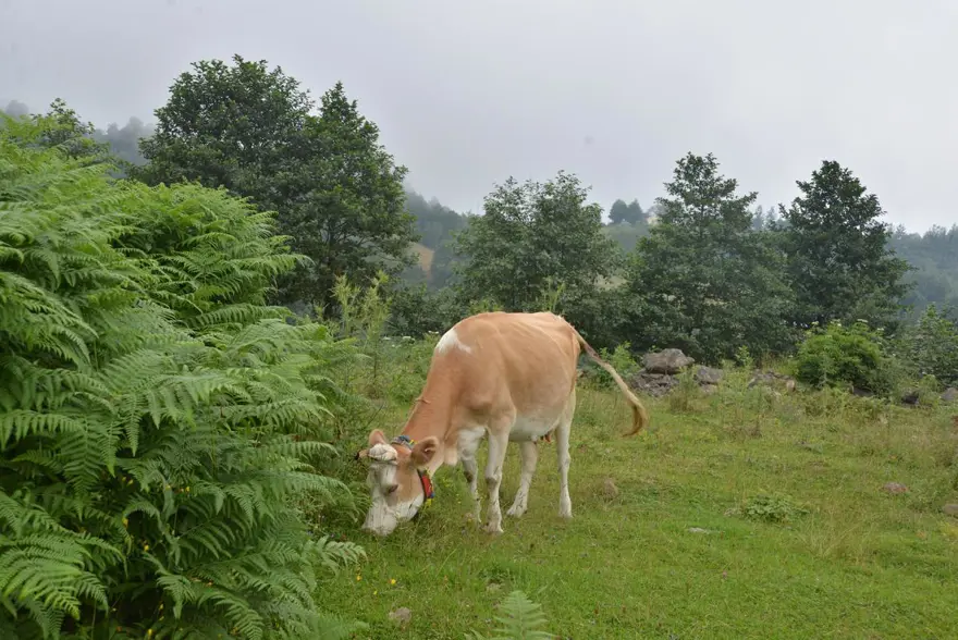 Yaylada "kuzine" başında tatil keyfi 13