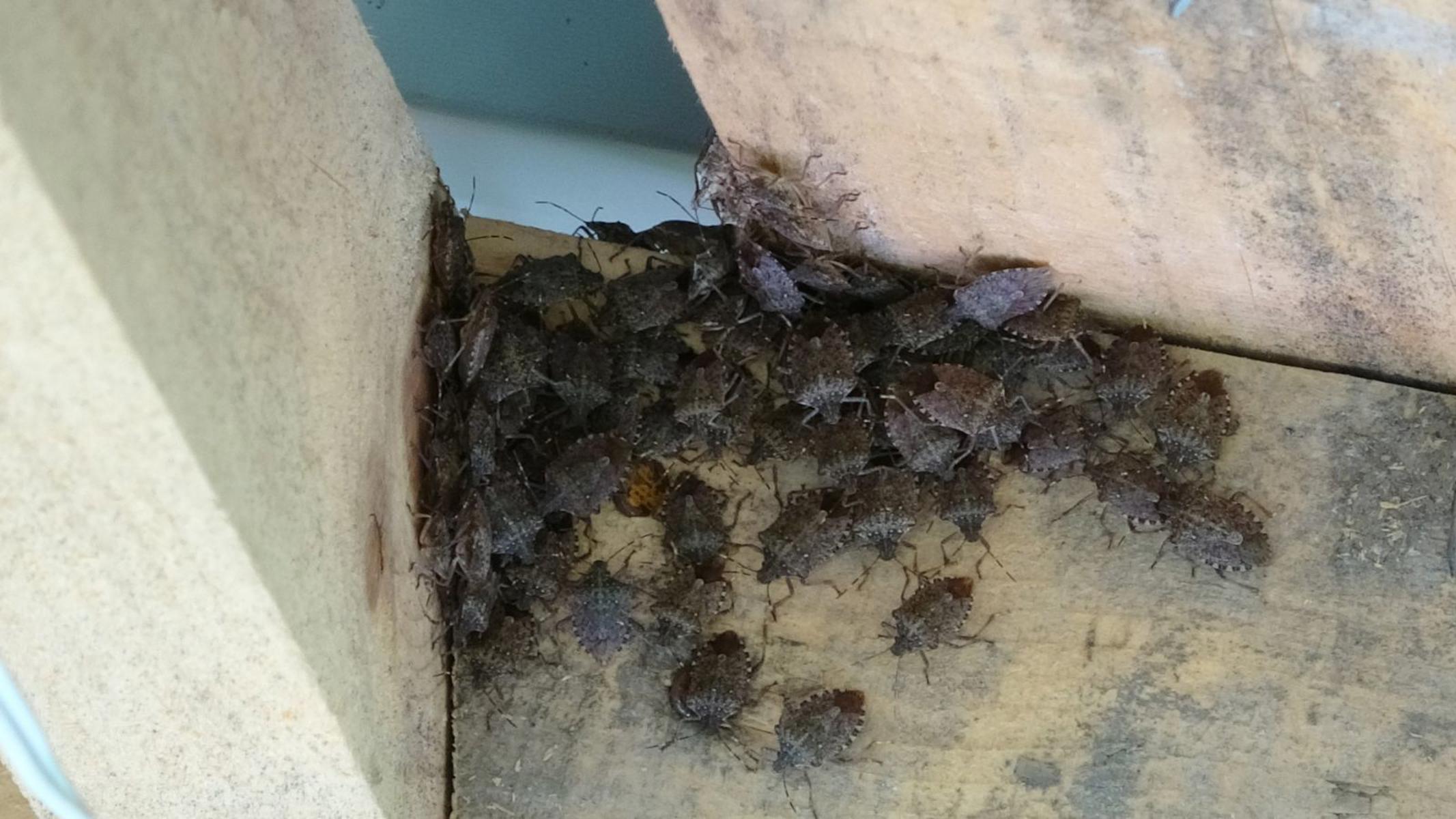 40 yoshdan oshgan porno aktrisalar