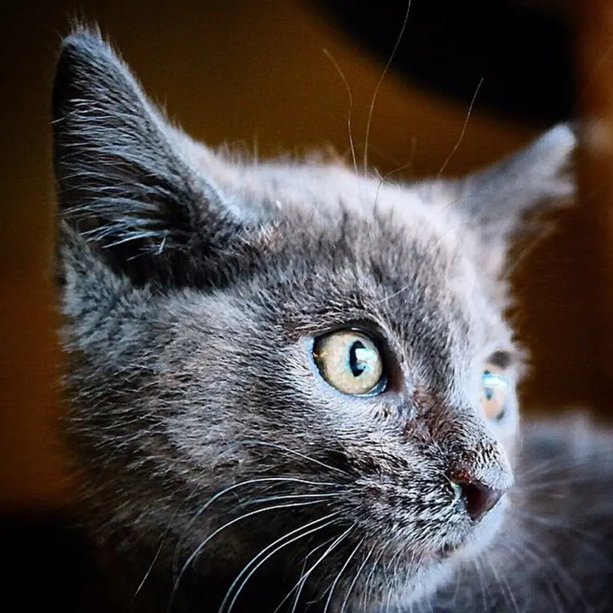 Hayatını kedileri kurtarmaya adadı 95