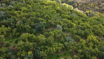 Yaktığı ateşle bahçesini zirai dondan korudu: 4 kuşaktır üretiyor