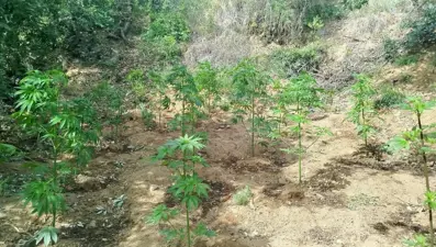 Bingöl'de uyuşturucu operasyonu... 228 kök kenevir ele geçirildi