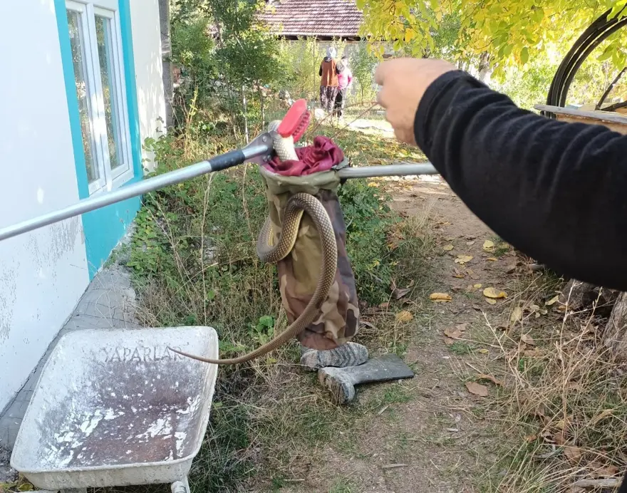 Eve giren 2 metre boyunda yılan girdi: Paniğe neden oldu 