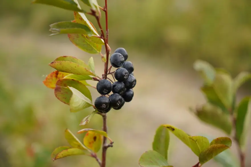 Herkes ona "süper meyve" diyor: Doğanın en güçlü antioksidanında hasat 2