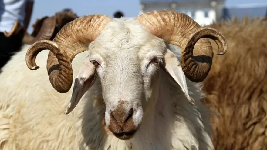 KURBAN İBADETİNİN MAHİYETİ VE HÜKMÜ 3 KURBAN İBADETİNİN MAHİYETİ VE HÜKMÜ 3