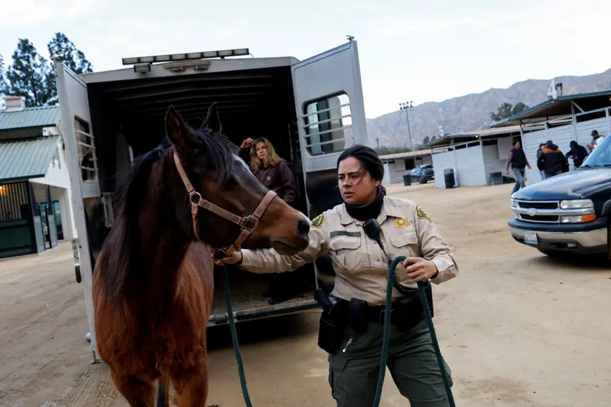 Los Angeles ahırları Nuh'un Gemisi'ne döndü 6