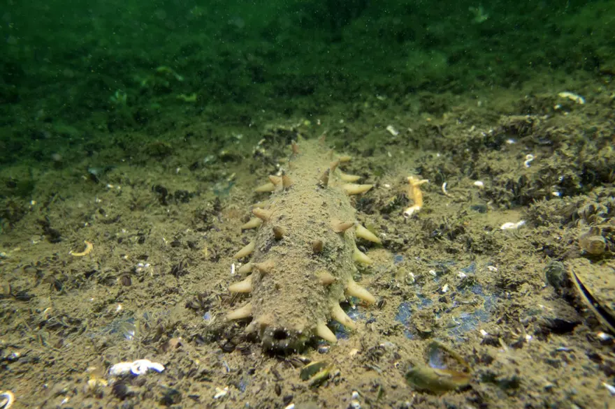 "Japon deniz hıyarı"nın popülasyonu artıyor! 1200 çeşidi var, İzmit Körfezi'nde görüldü 1