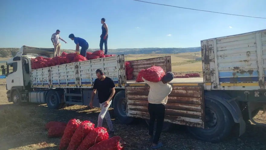 Tarlada fiyatı 8 lira: Hasadı başladı 6 Tarlada fiyatı 8 lira: Hasadı başladı 6