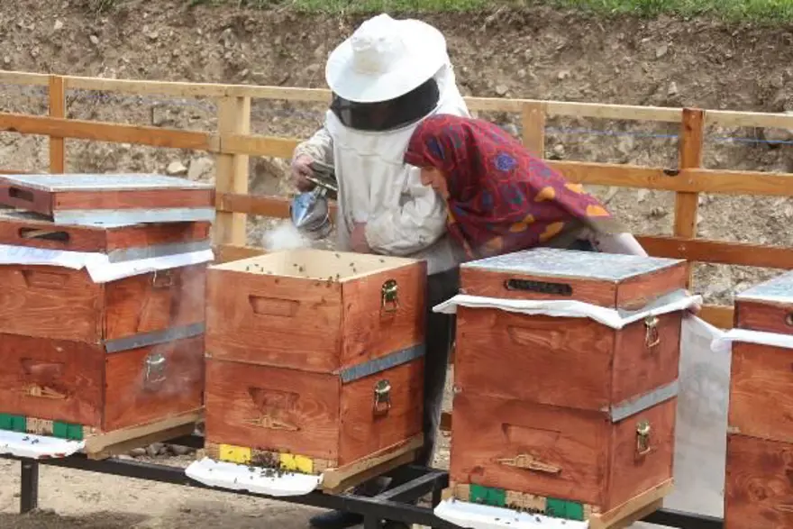 Anzer balında üretim sezonu açıldı 8