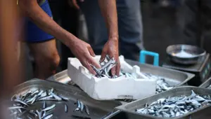 Av yasağı hamsiyi nasıl etkiledi? (İşte ilk tespit)