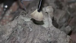Meksika'da 14 bin yıllık mamut fosili bulundu Meksika'da 14 bin yıllık mamut fosili bulundu