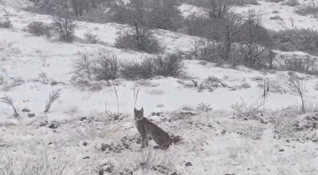 Kırmızı listedeki vaşak Erzincan’da görüntülendi