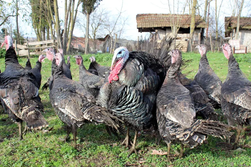 Yılbaşı hindileri bin liraya kadar çıkıyor 6