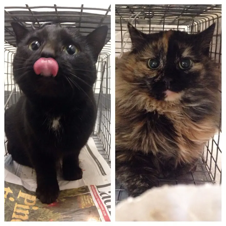 Hayatını kedileri kurtarmaya adadı 105