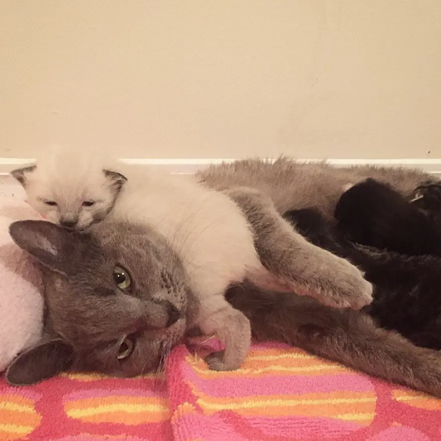 Hayatını kedileri kurtarmaya adadı 189