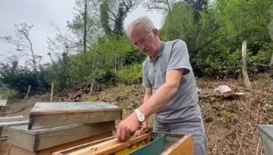 Halk arasında "komar" diyorlar: Doğal antibiyotik ama fazlası zehir