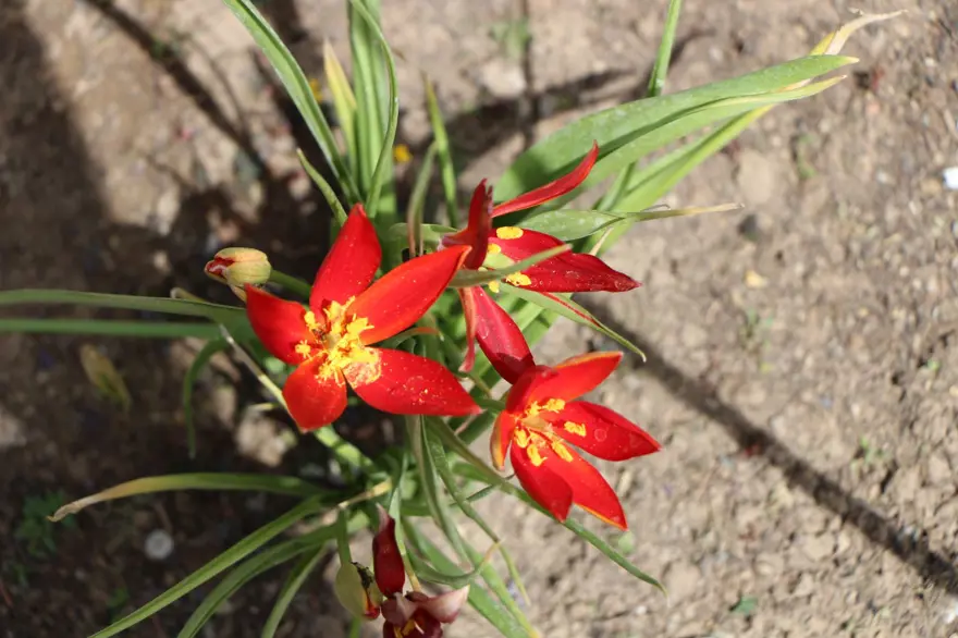 Anadolu'da varlığı sona ermişti! Avrupa'dan Amasya'ya getirildi: Türk uzmanlar 30 yıldır peşinde 1