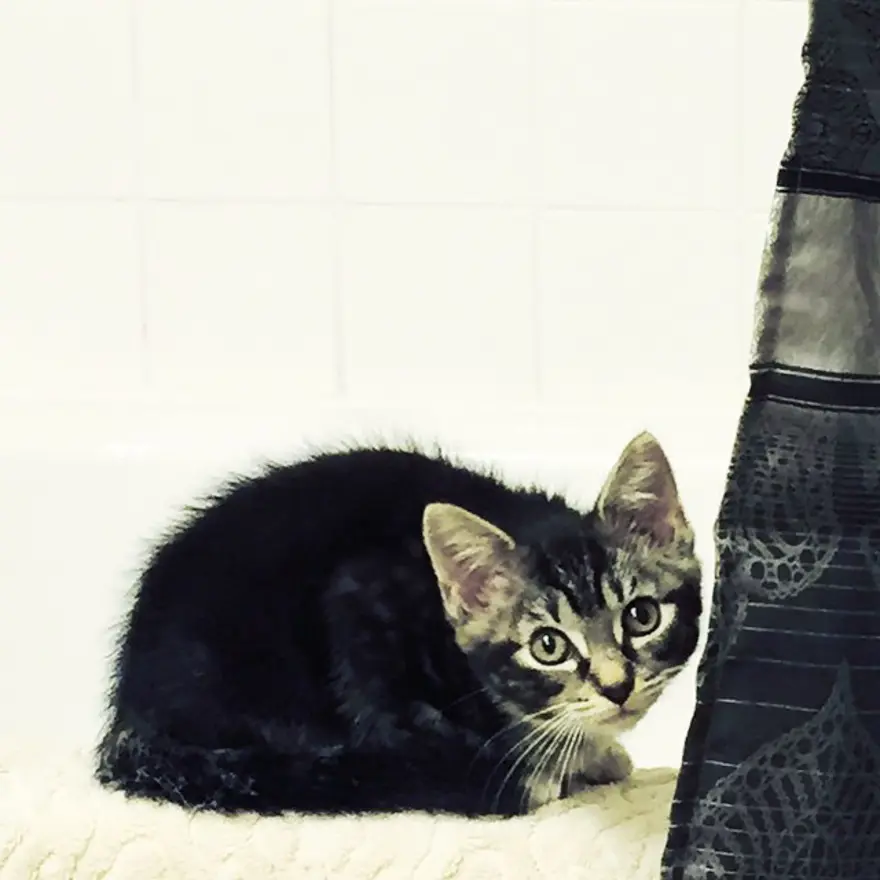 Hayatını kedileri kurtarmaya adadı 240