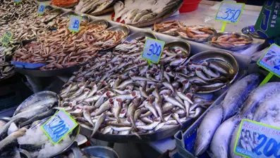 Deniz suyu ısındı: Hamsi ve palamut azaldı