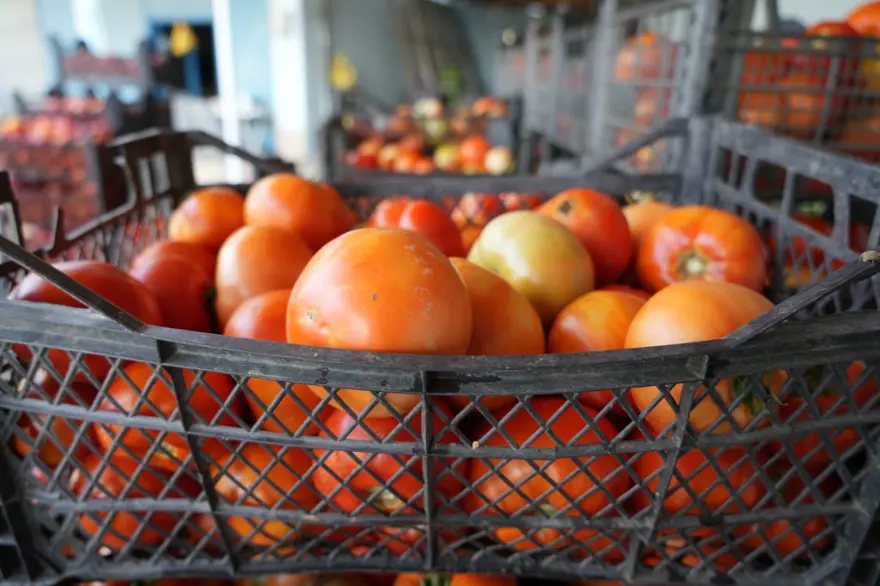 Doğu'nun Çukurova'sı olarak biliniyor, çevre illere satılıyor! Lezzeti bereketli topraklarda gizli 1