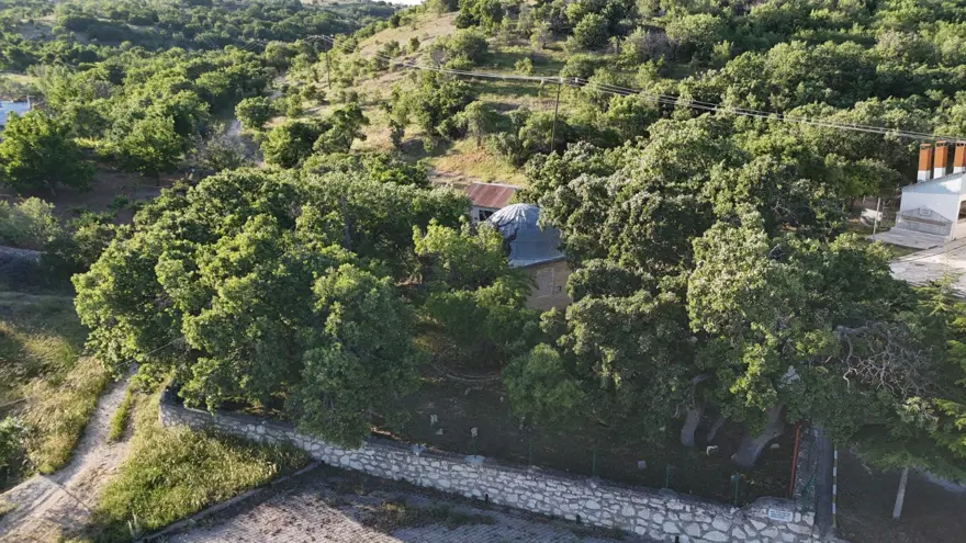 Tam 800 yıllık, zamana direniyor: "Ant ağaç" olarak biliniyor 4 Tam 800 yıllık, zamana direniyor: "Ant ağaç" olarak biliniyor 4