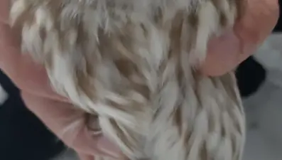 Konya'da yaralı baykuş koruma altına alındı