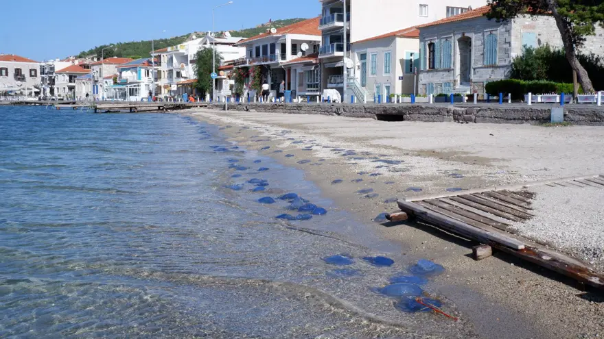 Foça plajlarında denizanası istilası 5 Foça plajlarında denizanası istilası 5